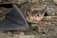 Photo of a rabid bat